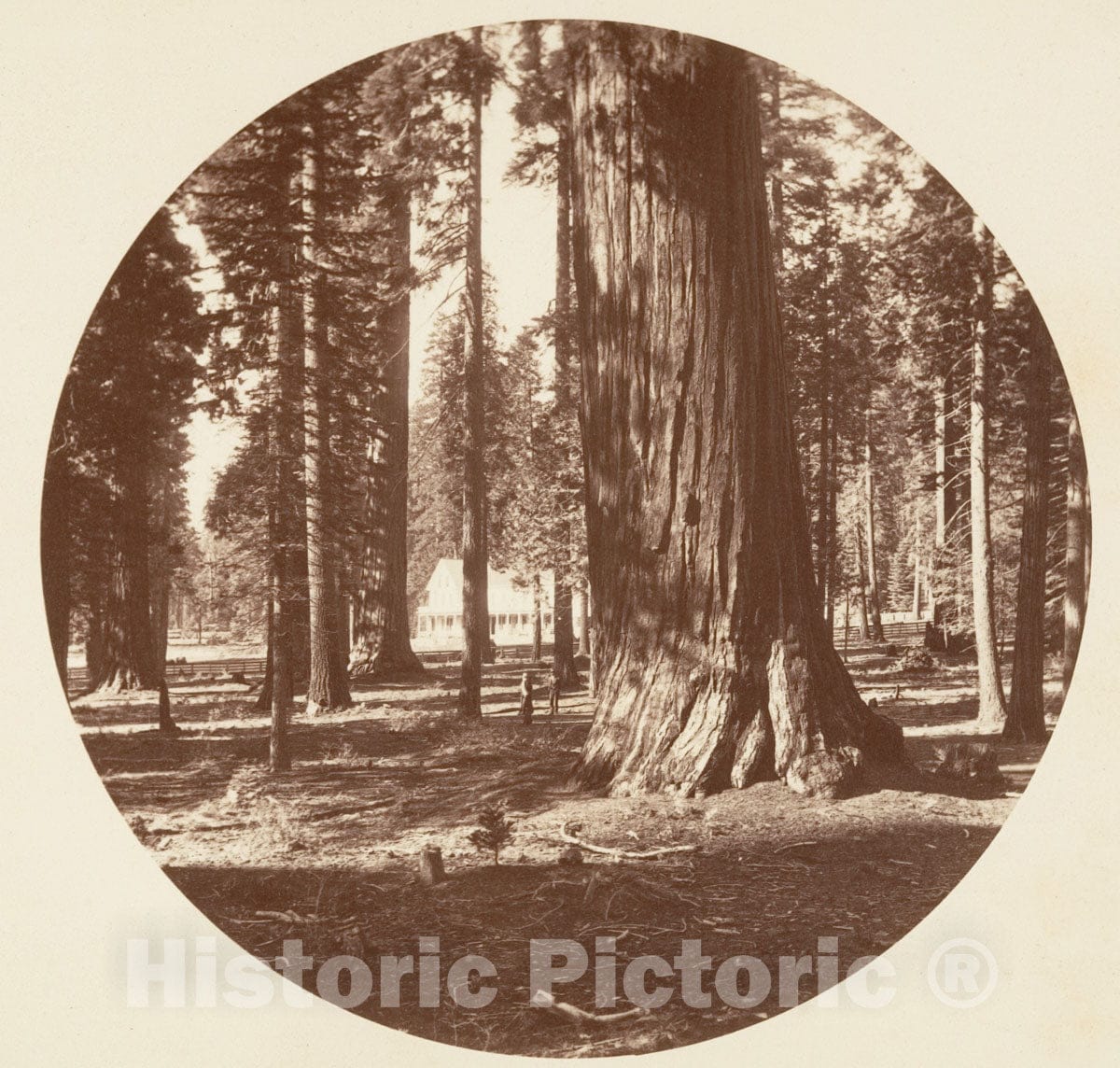 Photo Print : Carleton E. Watkins - The Mammoth Grove Hotel from The Grove - Calaveras : Vintage Wall Art