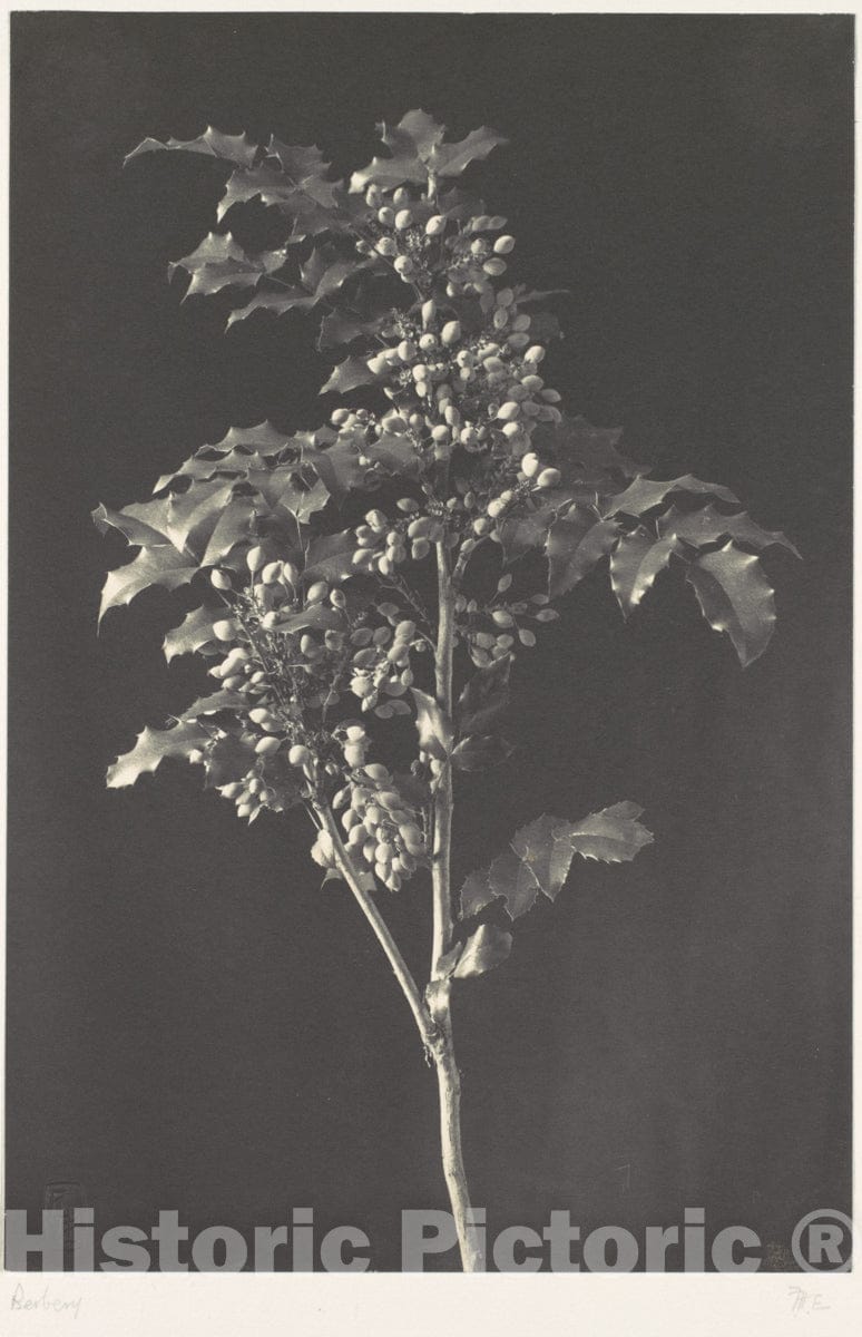 Photo Print : Frederick H. Evans - A Stalk of Berbery : Vintage Wall Art