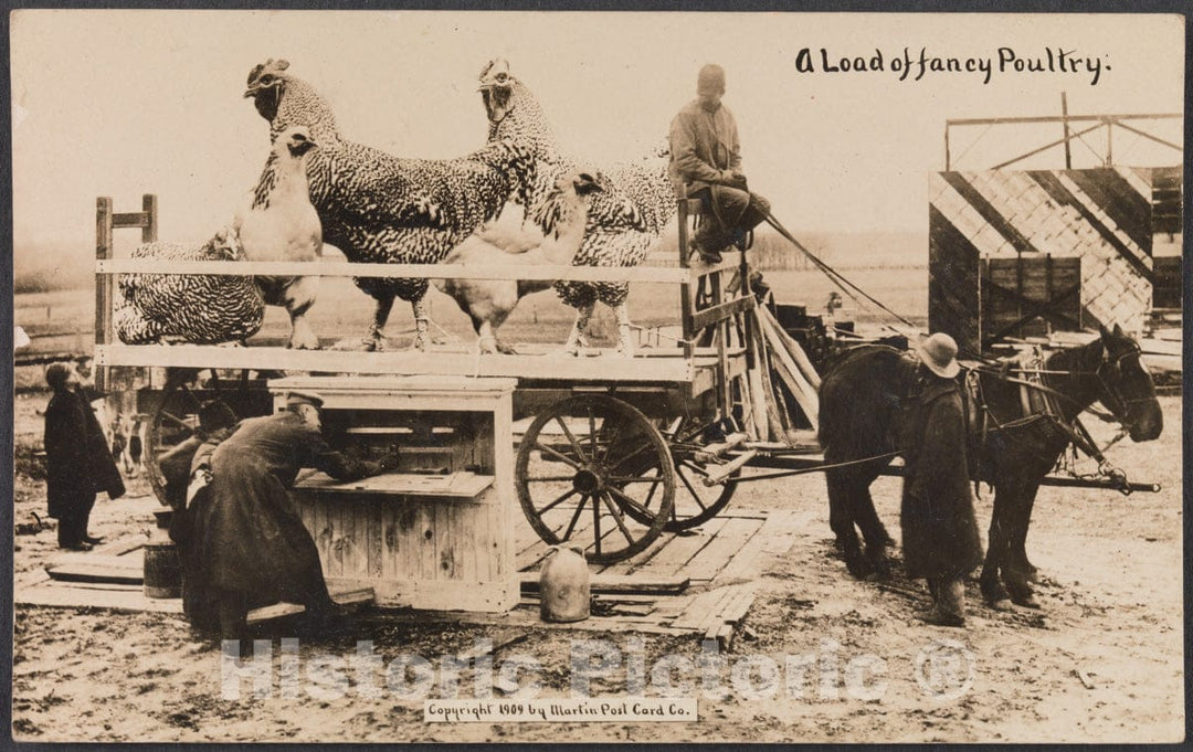 Art Print : William H. Martin - A Load of Fancy Poultry : Vintage Wall Art