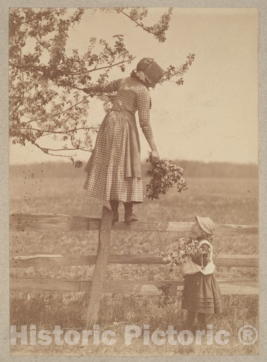 Photo Print : Louis Comfort Tiffany - Apple Blossoms : Vintage Wall Art
