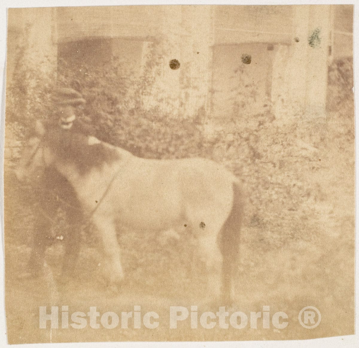 Photo Print : John Constantine Stanley - Man and Horse, Government House, Allahabad : Vintage Wall Art