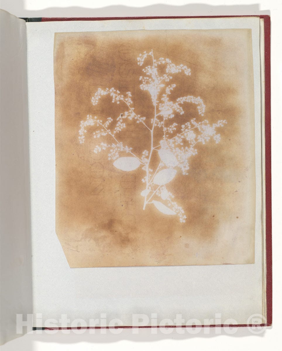 Photo Print : William Henry Fox Talbot - Photogenic Fine Photo Print -  : Vintage Wall Art