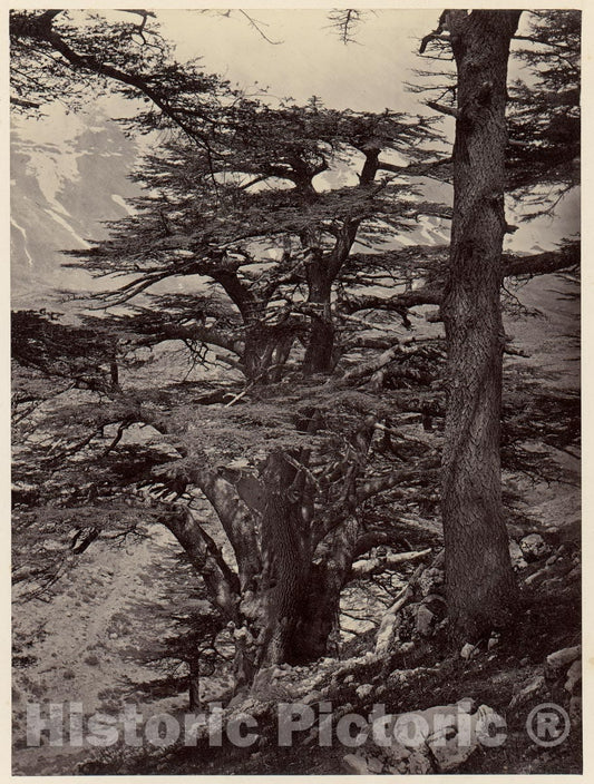 Photo Print : Cedars of Lebanon : Vintage Wall Art