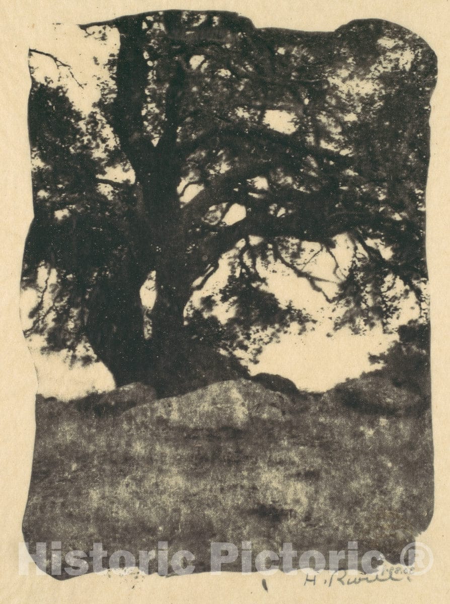 Photo Print : Henry Ravell - Oak, Mission Ridge, Santa Barbara, California : Vintage Wall Art