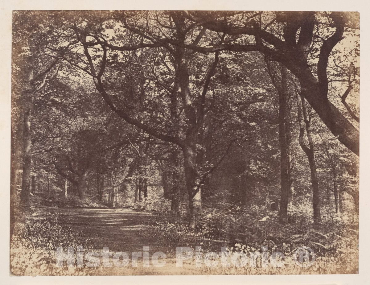 Photo Print : Thomas Davies - Wood-Scene, Norton, Cheshire : Vintage Wall Art
