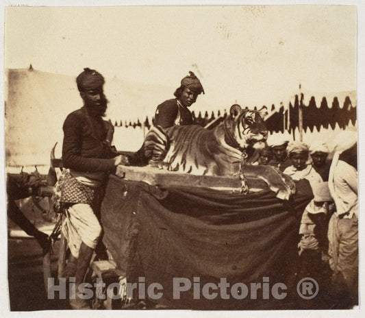 Photo Print : Tigers Presented to The Countess Canning at Agra 1 : Vintage Wall Art