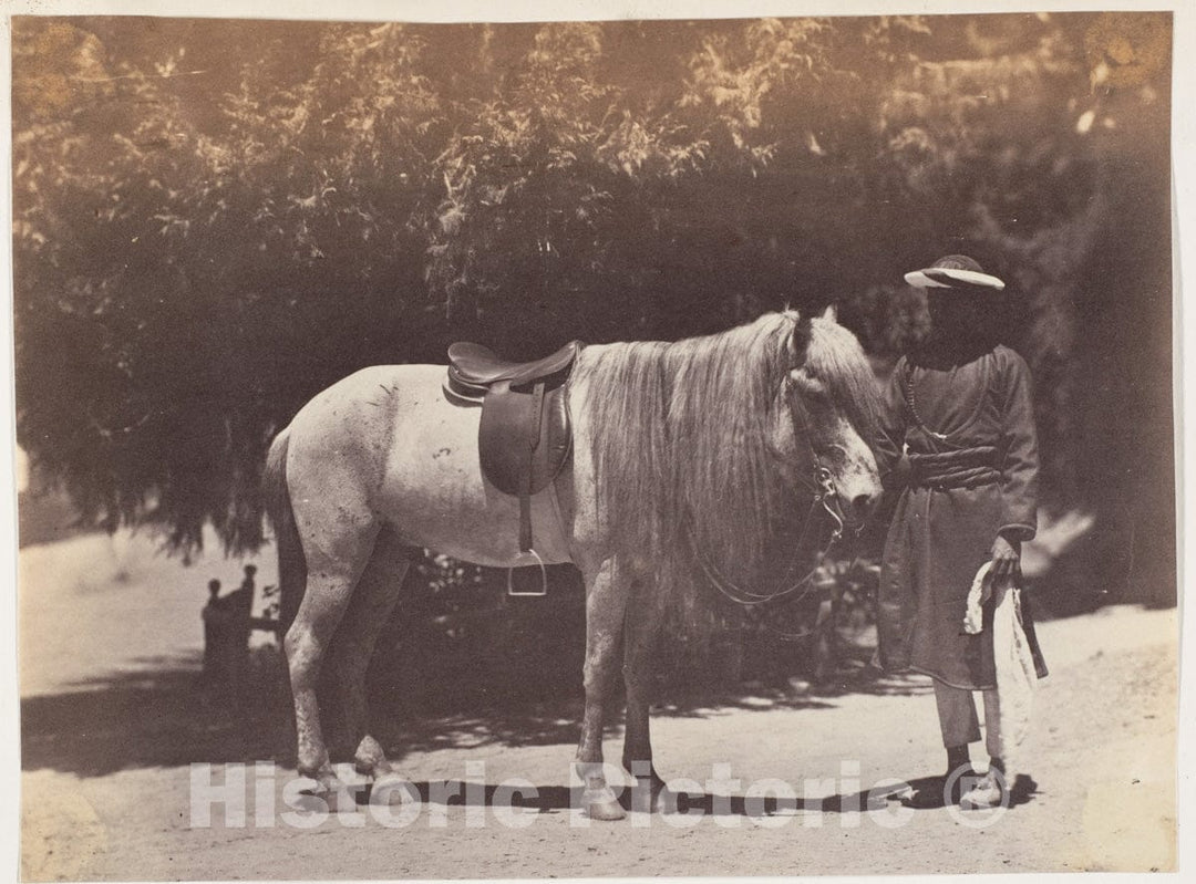 Photo Print : Lord Canning's Hill Pony : Vintage Wall Art