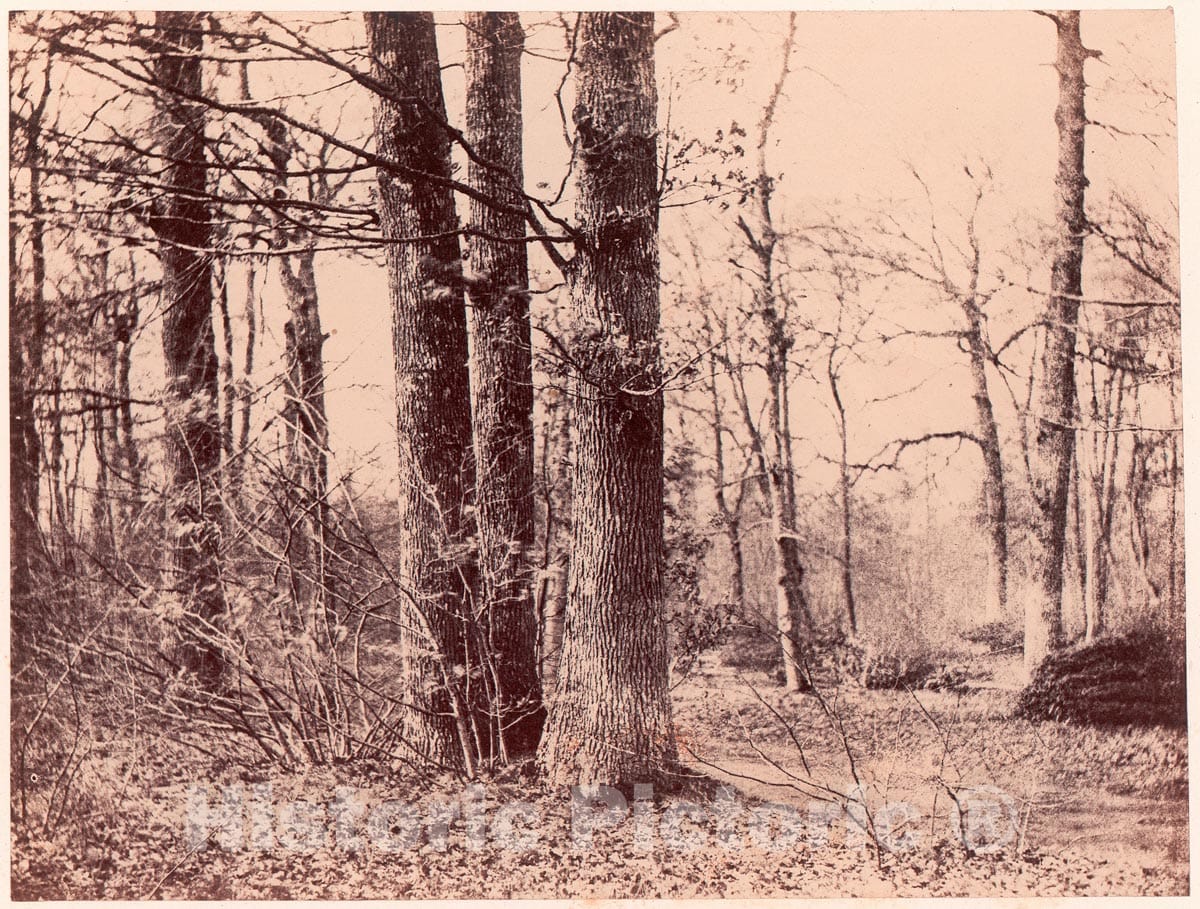 Photo Print : Sous-Bois en automne : Vintage Wall Art