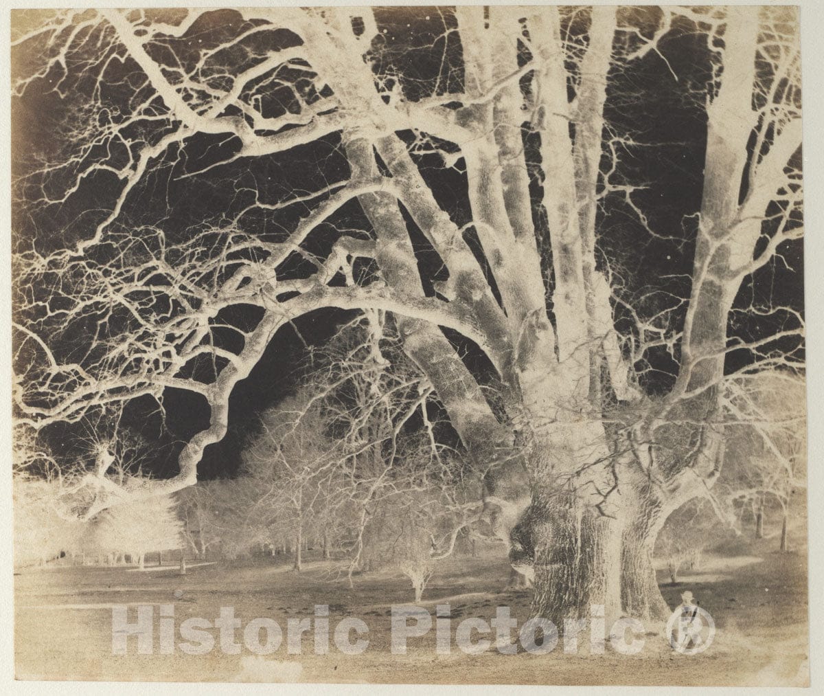 Art Print : Spreading Oak with Seated Figure - Artist Unknown : Vintage Wall Art