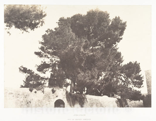 Photo Print : Auguste Salzmann - Jérusalem, Pins du Couvent arménien : Vintage Wall Art