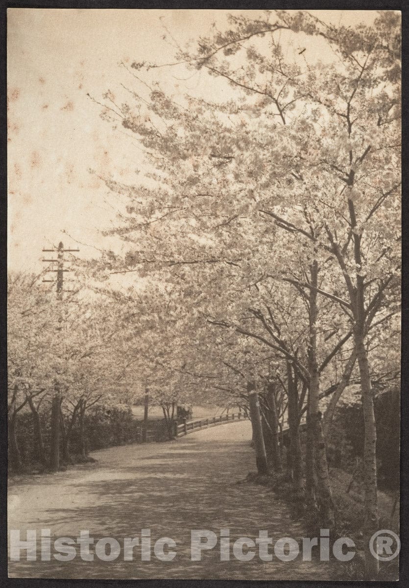 Photo Print : Adolf de Meyer - Cherry Trees in Blossom Along Roadside : Vintage Wall Art