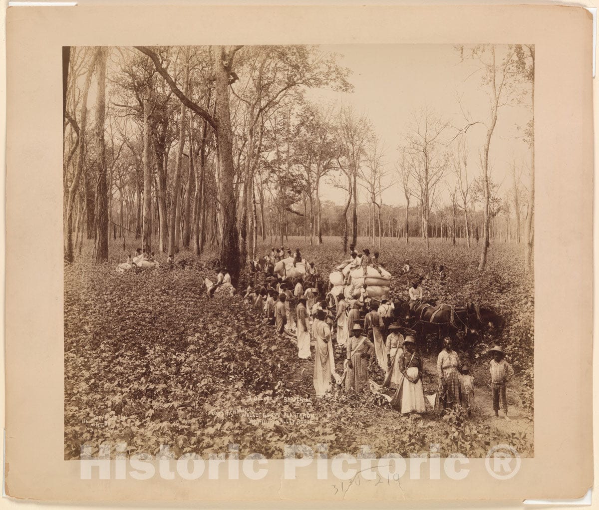Photo Print : John Horgan Jr. - 12 O'clock in The Deadening : Vintage Wall Art