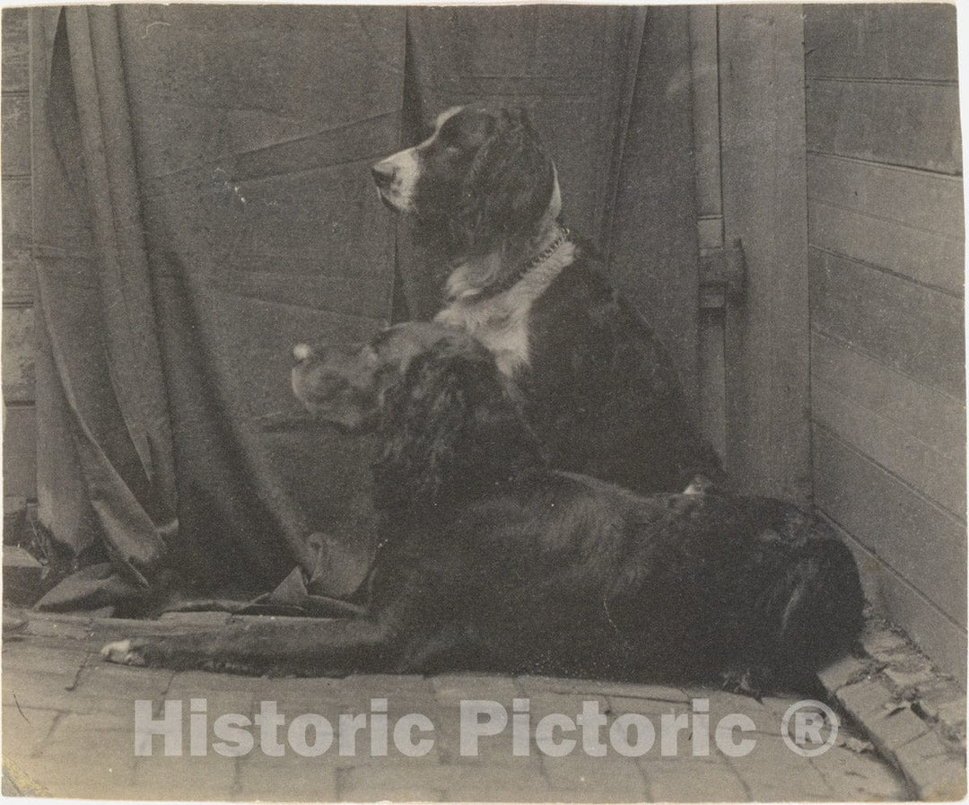 Photo Print : Thomas Eakins - Thomas Eakins's Dog Harry and Another Setter : Vintage Wall Art