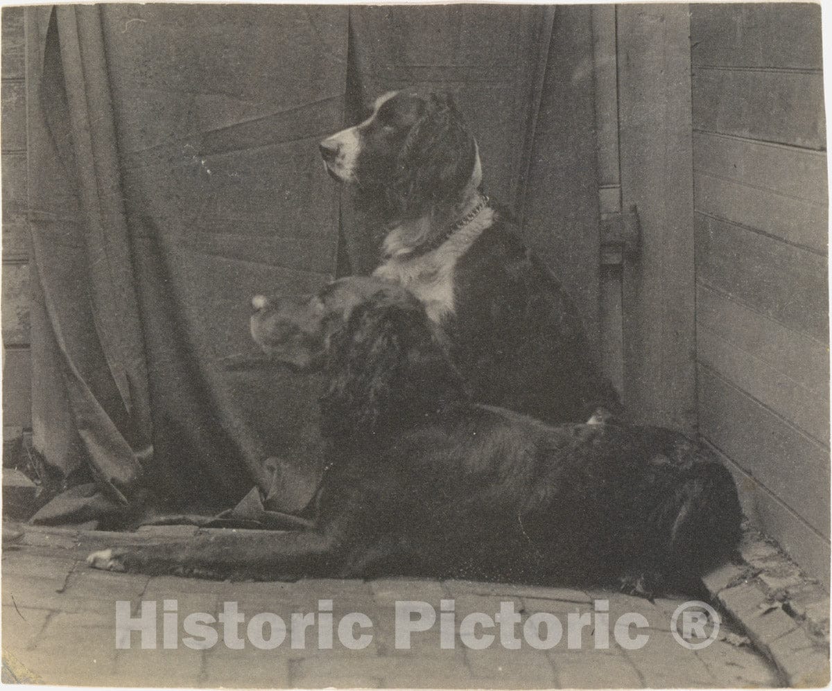 Photo Print : Thomas Eakins - Thomas Eakins's Dog Harry and Another Setter : Vintage Wall Art
