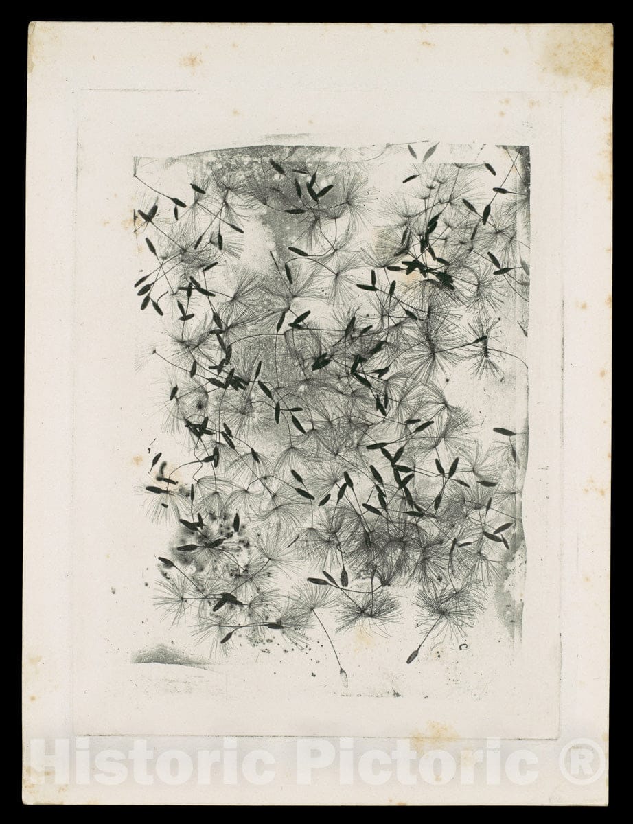 Art Print : William Henry Fox Talbot - Dandelion Seeds : Vintage Wall Art