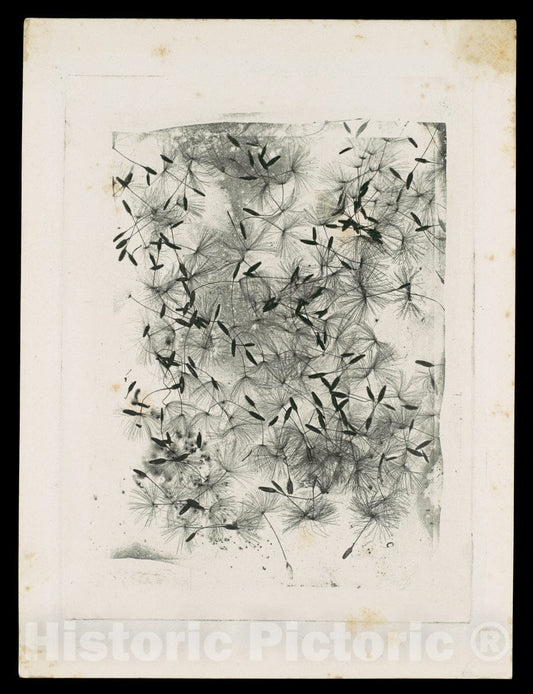 Art Print : William Henry Fox Talbot - Dandelion Seeds : Vintage Wall Art