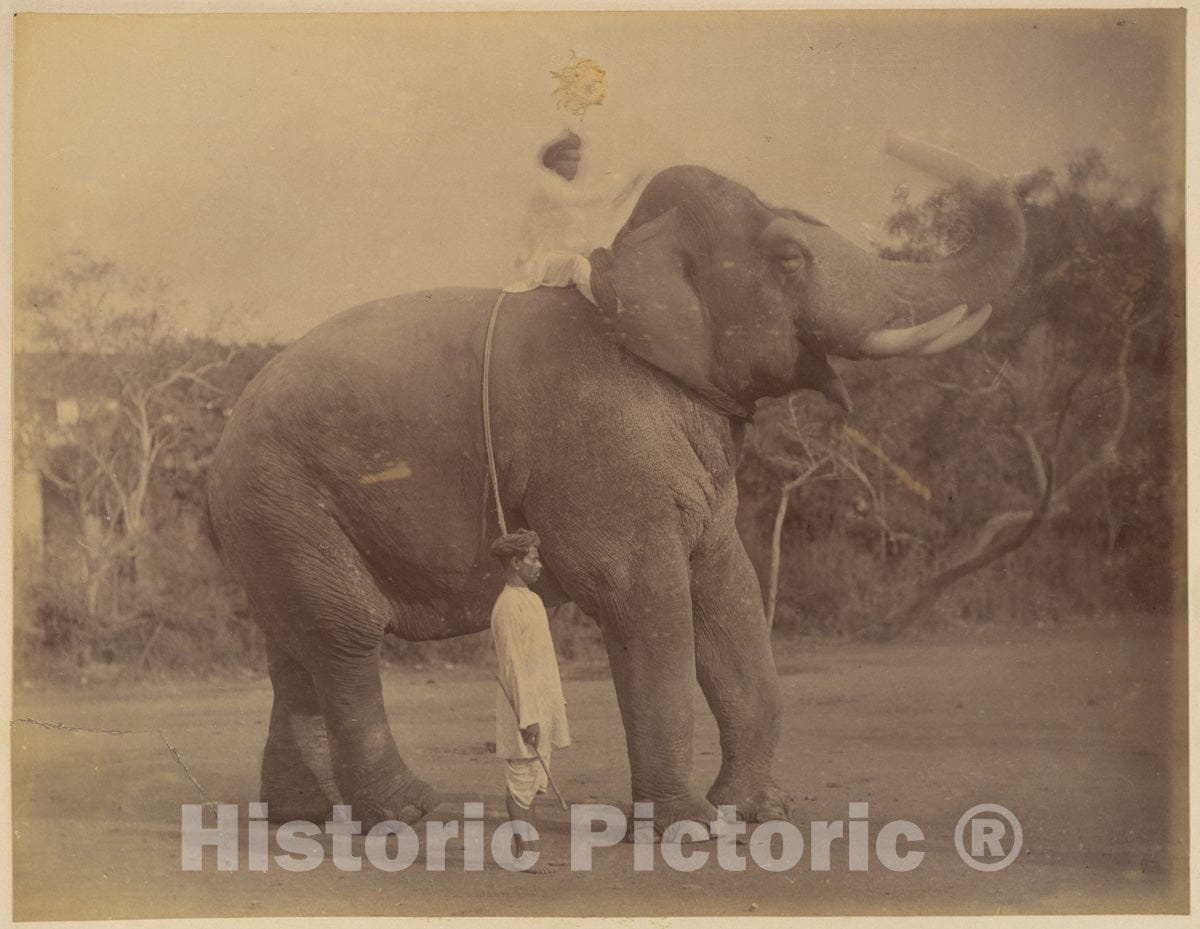 Photo Print : Lala Deen Dayal - The Great Elephant Saluting : Vintage Wall Art