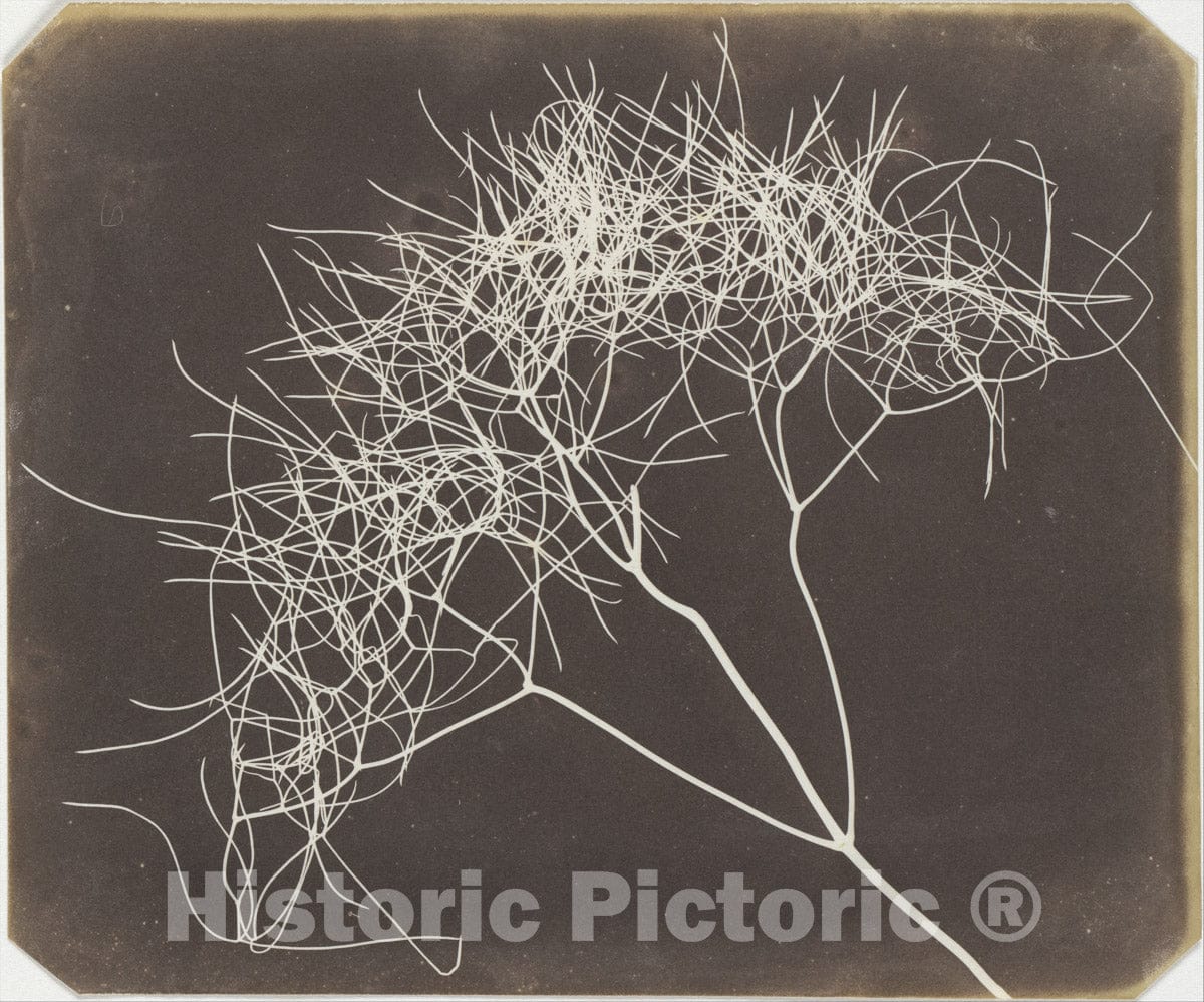 Photo Print : William Henry Fox Talbot - Wild Fennel : Vintage Wall Art