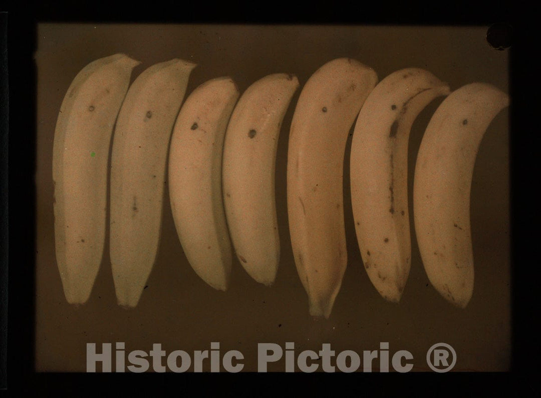 Art Print : Frederick Dellenbaugh - Bananas : Vintage Wall Art