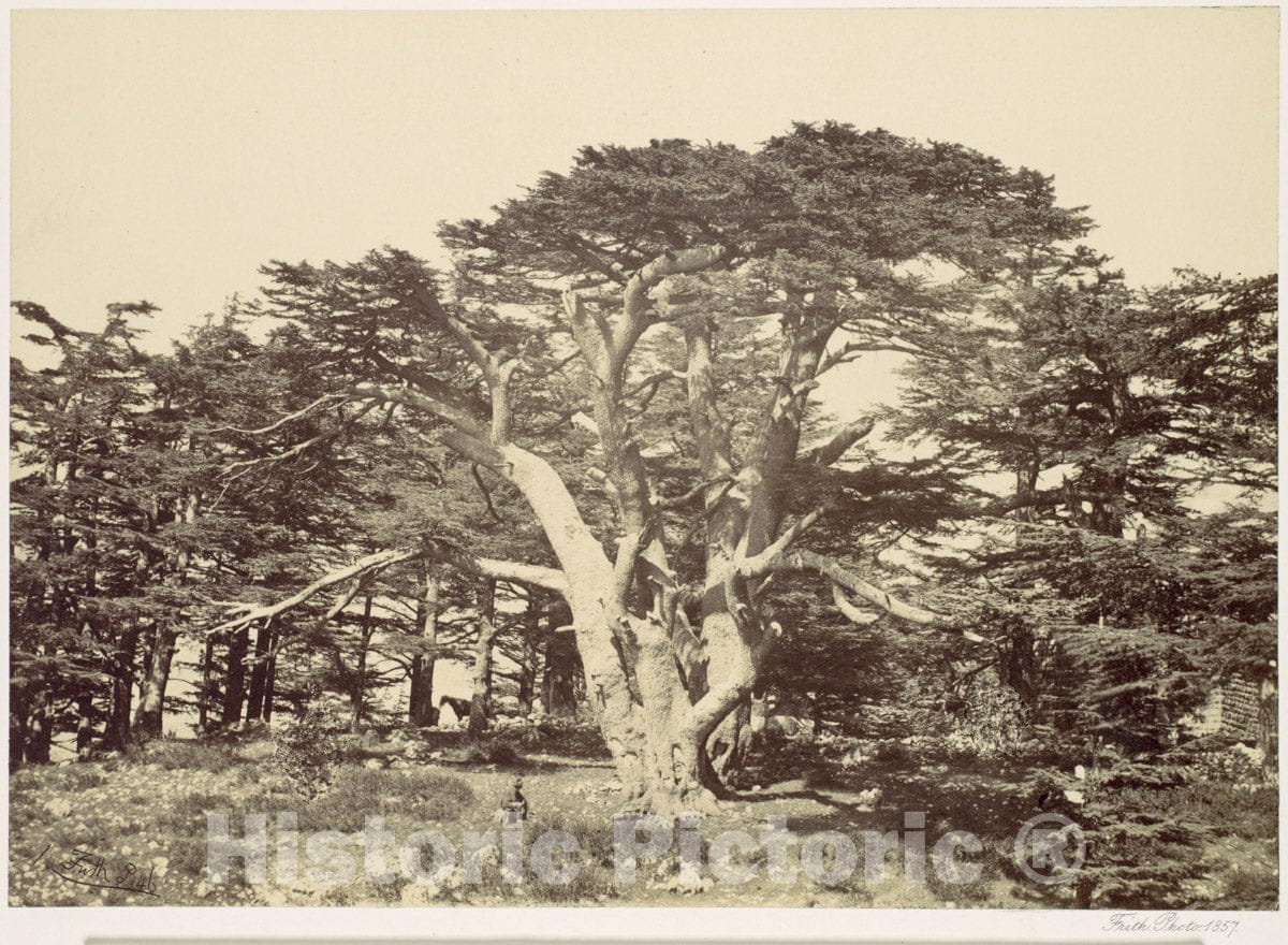 Photo Print : Francis Frith - The Largest of The Cedars, Mount Lebannon : Vintage Wall Art