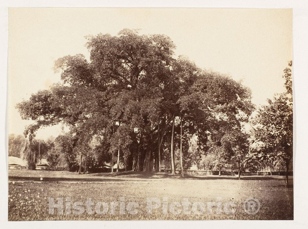 Photo Print : Banian Tree in Commissioner Grote's Garden, Alipoor, Calcutta : Vintage Wall Art