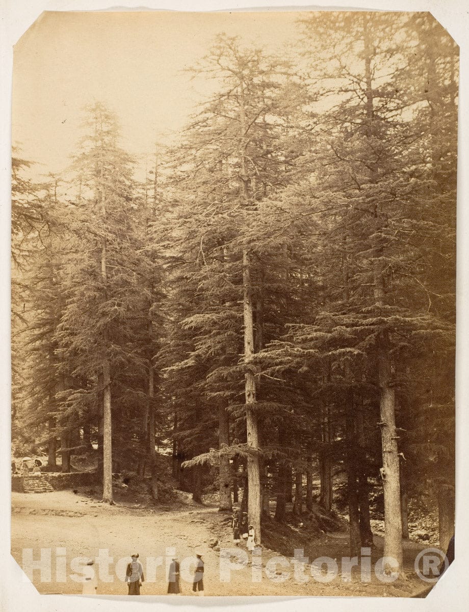 Photo Print : Deodars at Annandale, Simla 1 : Vintage Wall Art