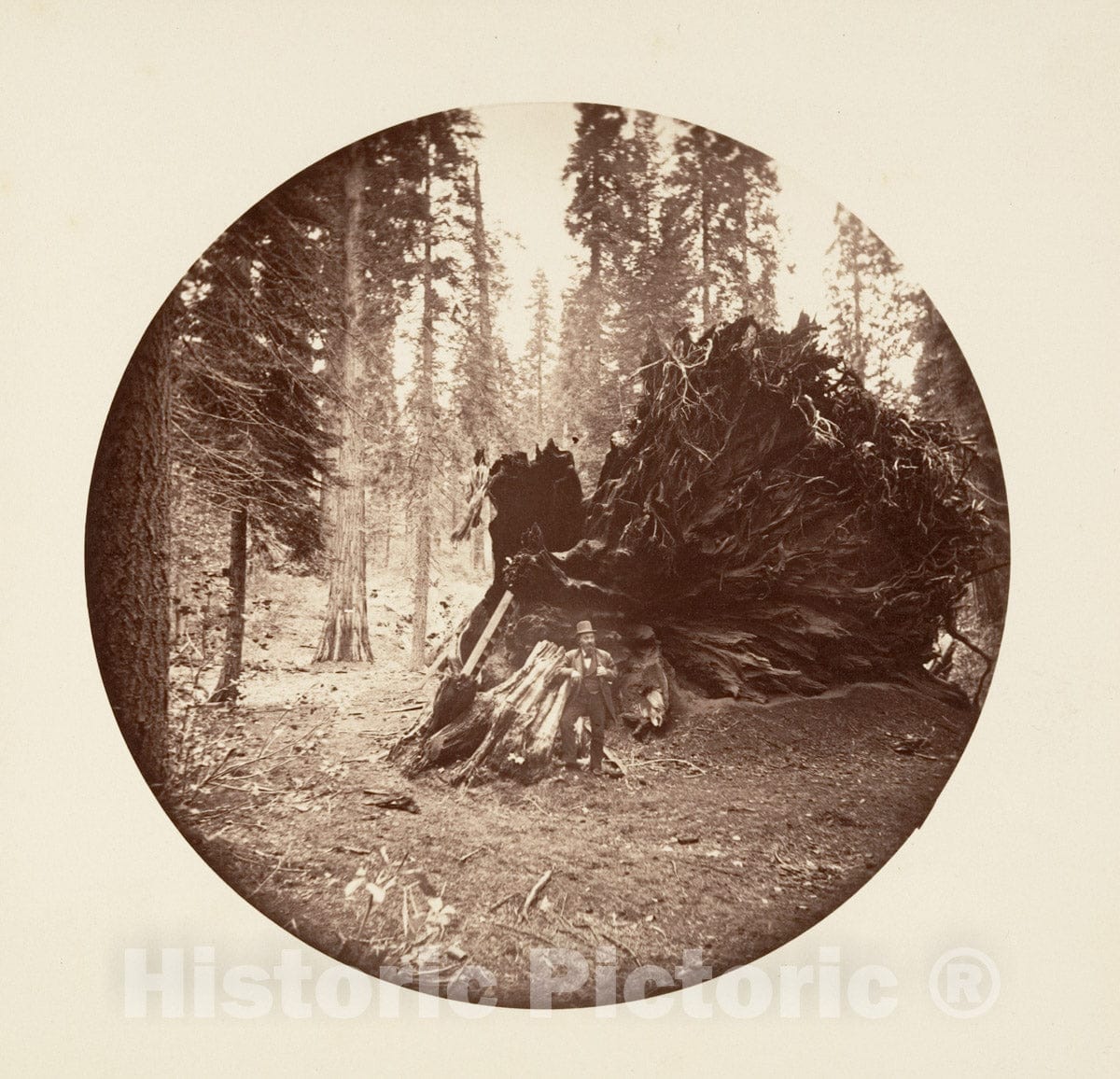 Photo Print : Carleton E. Watkins - Eagle's Wing - Calaveras Grove : Vintage Wall Art