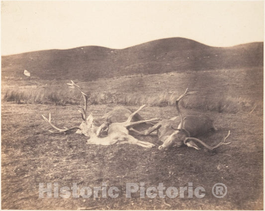 Photo Print : Horatio Ross - Two Stags and Roe Buck : Vintage Wall Art