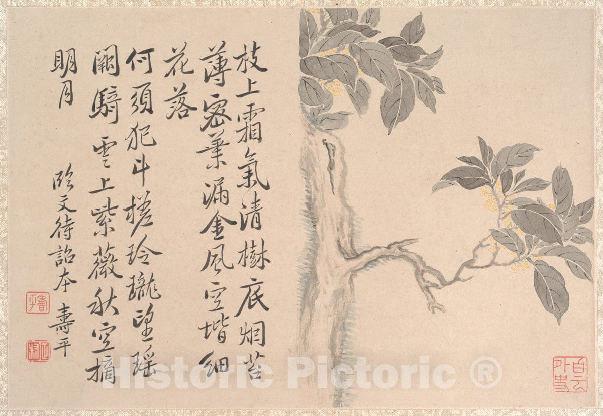 Art Print : Unidentified Artist - Cassia Tree - China : Vintage Wall Art