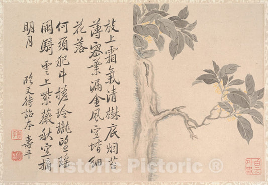 Art Print : Unidentified Artist - Cassia Tree - China : Vintage Wall Art