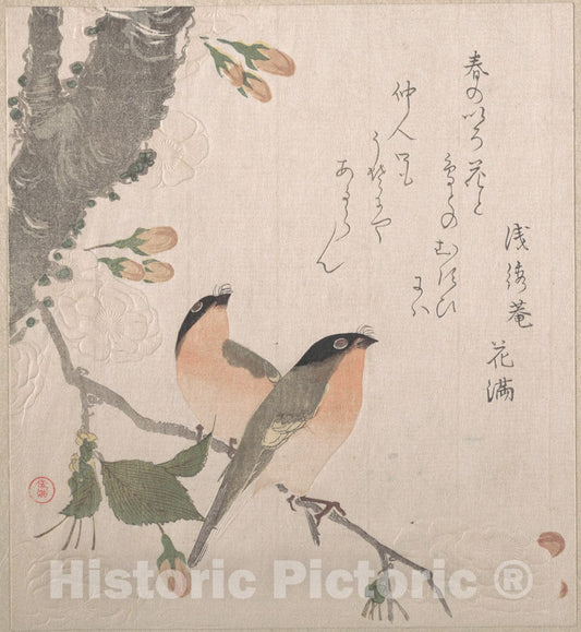 Art Print : Kubo Shunman - Bullfinches and Cherry Blossoms - Japan : Vintage Wall Art