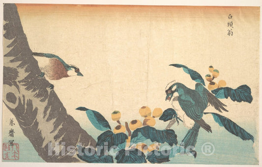 Art Print : Keisai Eisen - Birds and Flowers - Japan : Vintage Wall Art