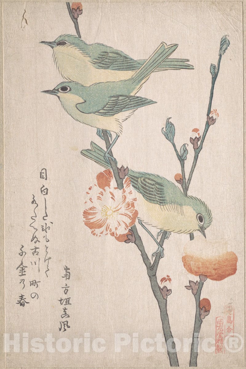 Art Print : Japanese White-Eyes on a Branch of Peach Tree,” from The Series an Array of Birds - Artist: Kubo Shunman - Created: c1805 : Vintage Wall Art