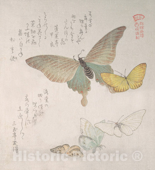 Art Print : Kubo Shunman - Various Moths and Butterflies - Japan 3 : Vintage Wall Art