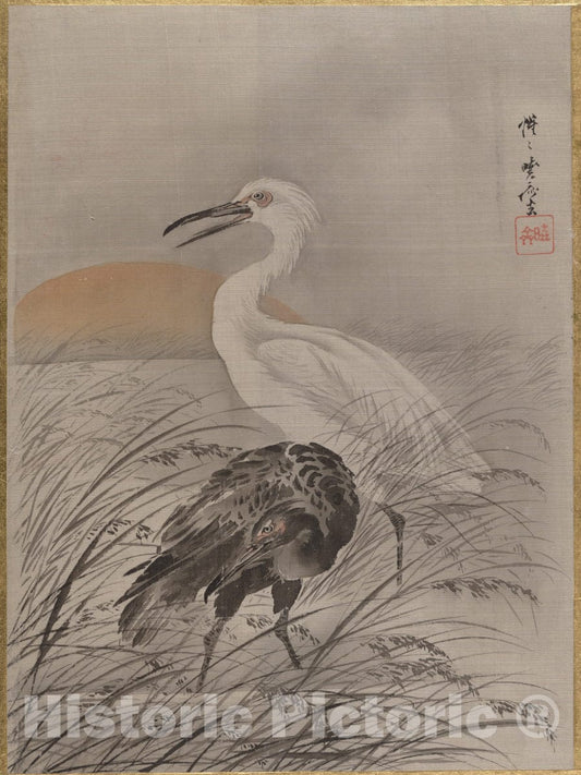 Art Print : Kawanabe Ky?sai - Cranes in Marsh - Japan : Vintage Wall Art