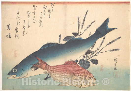 Art Print : Utagawa Hiroshige - Suzuki and Kinmedai Fish from The Series Uozukushi (Every Variety of Fish) - Japan : Vintage Wall Art