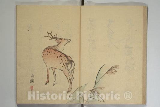 Art Print : Nagayama Koin (Hirotora) - The Seik? Album (Seik? j?)