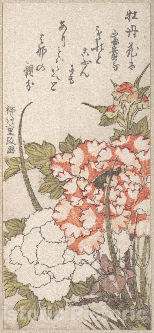 Art Print : Yanagawa Shigemasa - Peonies and Iris - Japan : Vintage Wall Art