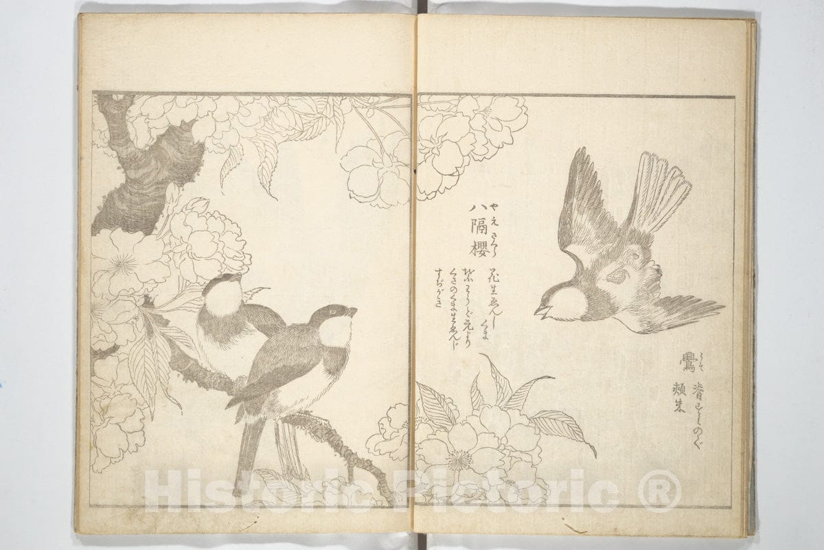 Art Print : Kitao Shigemasa - True Depictions of Bird and Flower Pictures (Kach?e shashin zue) - Japan : Vintage Wall Art
