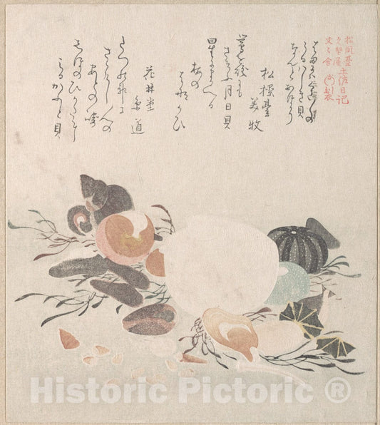 Art Print : Kubo Shunman - Various Shells with Sea Weeds - Japan : Vintage Wall Art