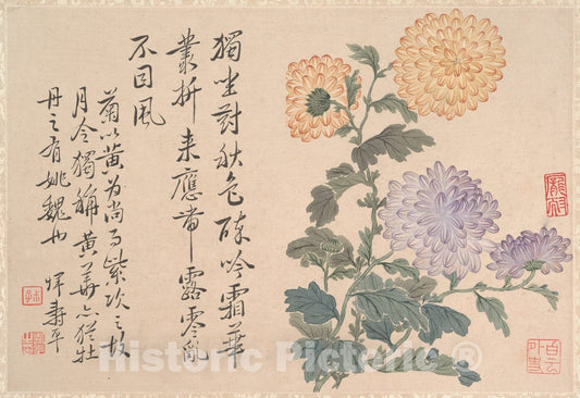 Art Print : Unidentified Artist - Chrysanthemums - China : Vintage Wall Art