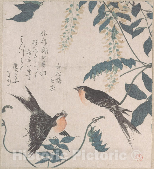 Art Print : Kubo Shunman - Swallows and Wisteria - Japan : Vintage Wall Art