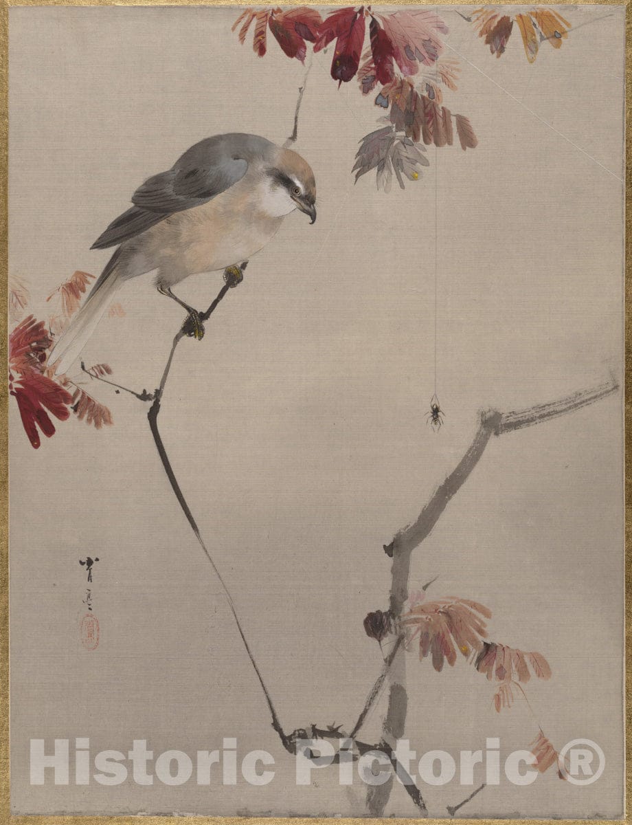Art Print : Watanabe Seitei - Bird on Branch Watching Spider - Japan : Vintage Wall Art