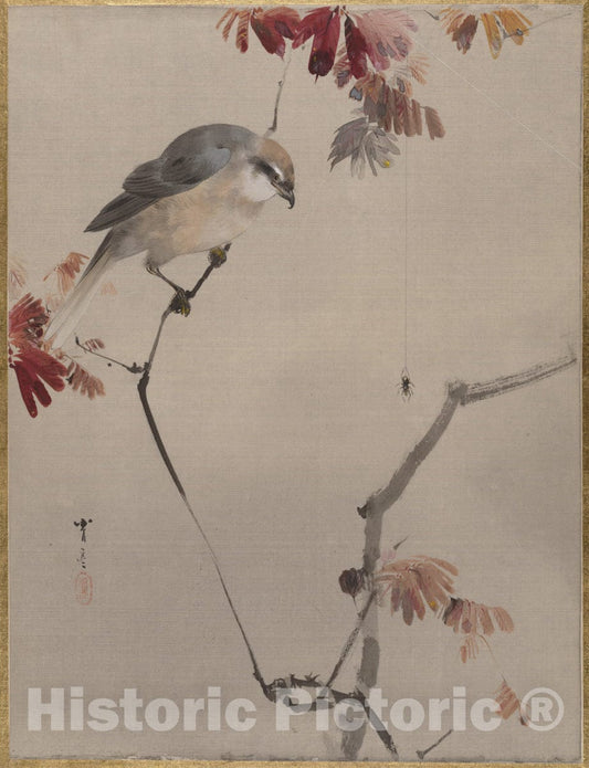 Art Print : Watanabe Seitei - Bird on Branch Watching Spider - Japan : Vintage Wall Art