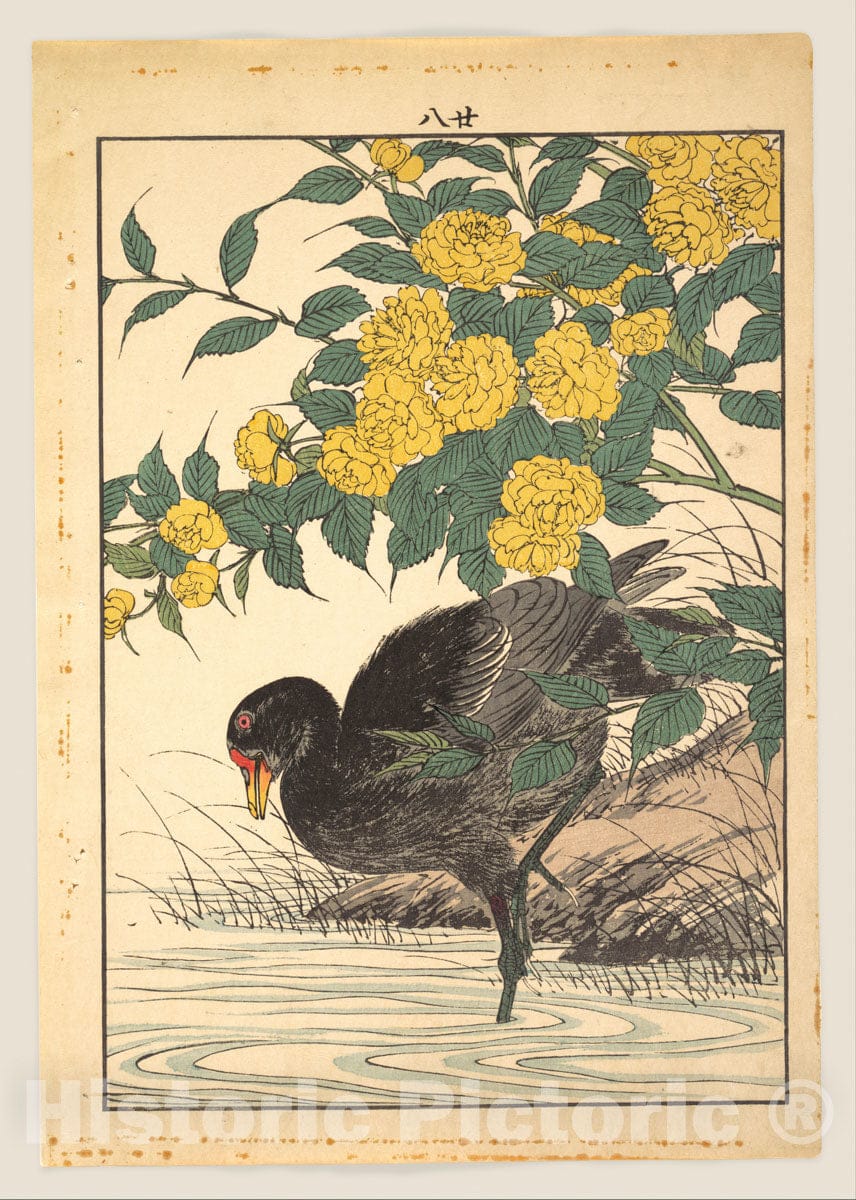 Art Print : Imao Keinen - Cormorant and Kerria Rose (Yamabuki), from Keinen kach? gafu (Keinen’s Flower-and-Bird Painting Manual) - Japan : Vintage Wall Art