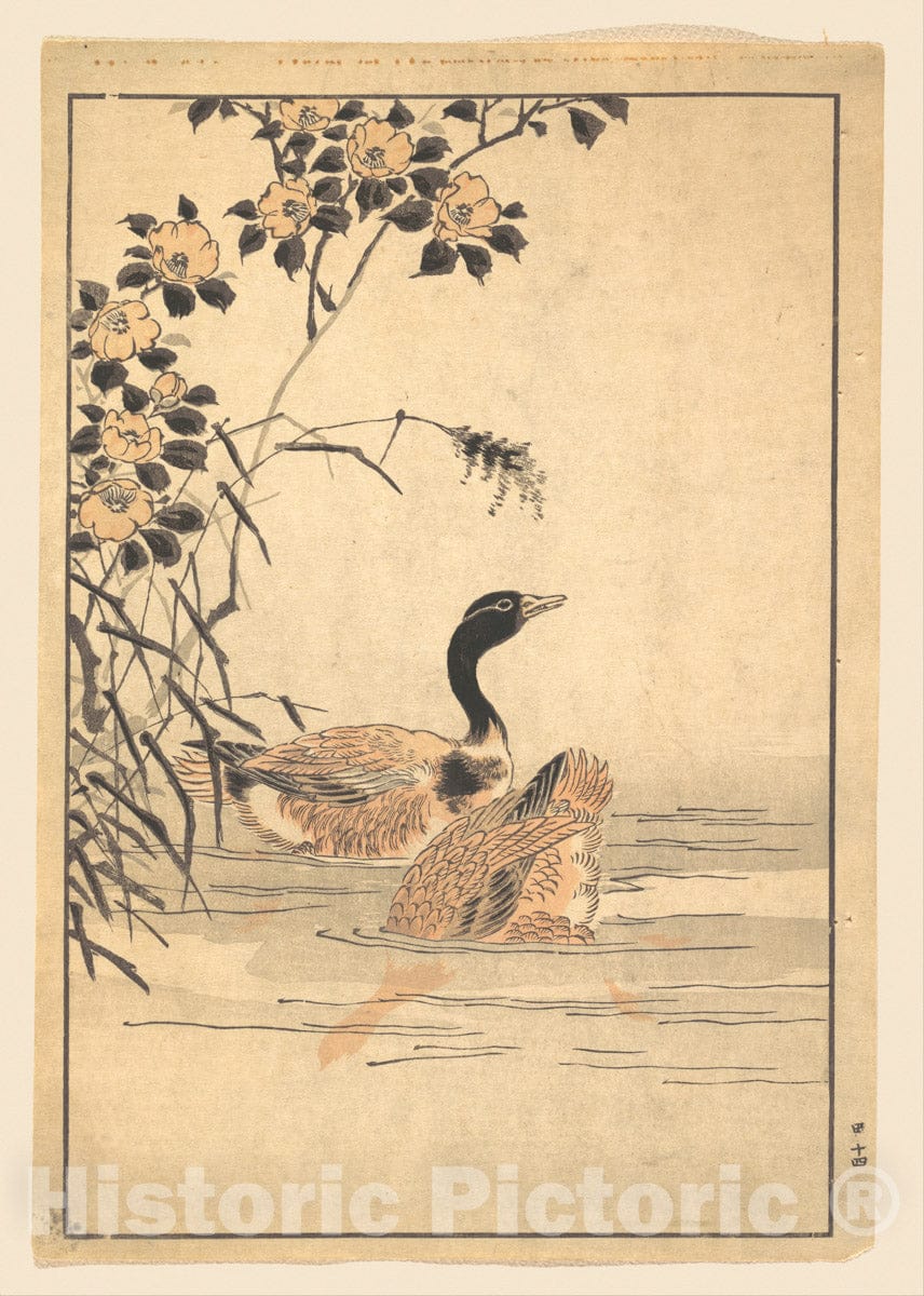 Art Print : Unidentified Artist - A Pair of Geese with Camellias - Japan : Vintage Wall Art