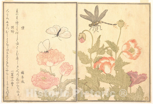 Art Print : Butterfly