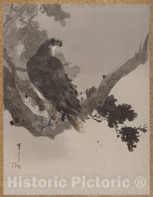 Art Print : Watanabe Seitei - Eagle in a Tree - Japan : Vintage Wall Art
