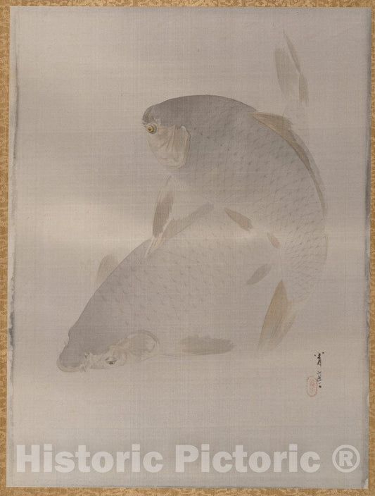 Art Print : Watanabe Seitei - Carp Swimming - Japan : Vintage Wall Art