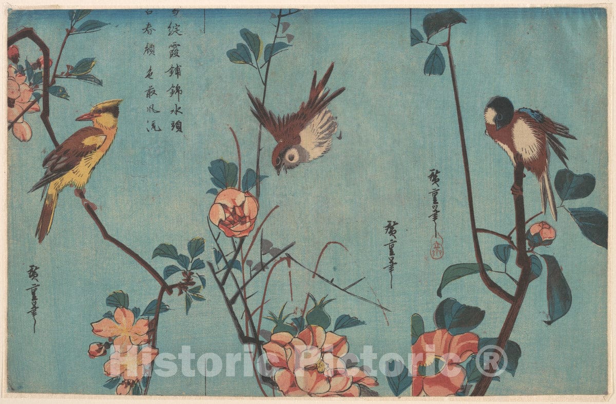 Art Print : Utagawa Hiroshige  - Titmouse and Camellias, Sparrow and Wild Roses, and Black-naped Oriole and Cherry Blossoms : Vintage Wall Art